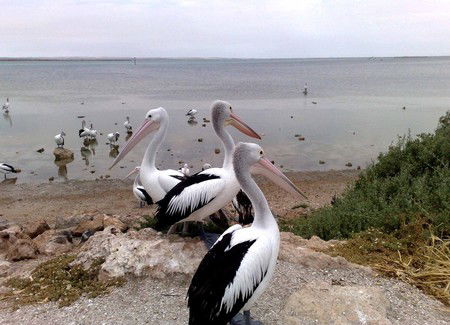 Venus Bay Caravan Park - Kempsey Accommodation 1