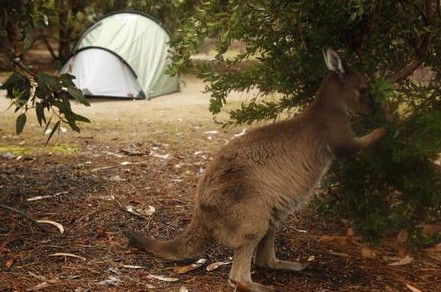 Western KI Caravan Park Cabins - Kempsey Accommodation 2