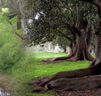 Rivergum Cottage - Kempsey Accommodation
