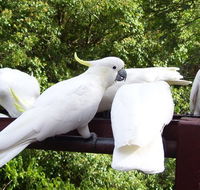 Lorikeet Lane BB - Kempsey Accommodation