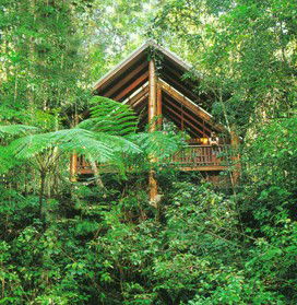 The Canopy Rainforest Tree Houses And Wildlife Sanctuary - Kempsey Accommodation 5