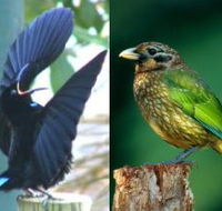 Chambers Wildlife Rainforest Lodges - Kempsey Accommodation