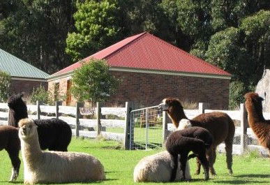 Tin Dragon Trail Cottages - Kempsey Accommodation 2