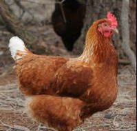 Avonmore Estate Biodynamic Winery - Kempsey Accommodation
