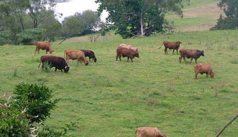 Bemurrah Homestead At Pee Dee - Kempsey Accommodation 5