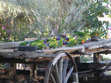Barambah Bush Caravan Park - Kempsey Accommodation 5