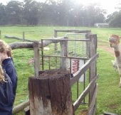 Boronia Farm Farmstay - Kempsey Accommodation