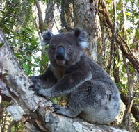 O'Carrollyns At One Mile Beach - Kempsey Accommodation