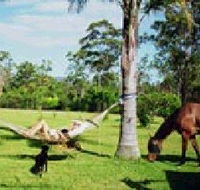 Neds Bed Horse O Tel - Kempsey Accommodation
