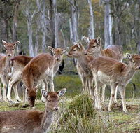 Lake Leake Chalet - Kempsey Accommodation