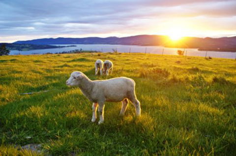 Bruny Island Guest House - Kempsey Accommodation 6