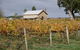 Honeysuckle Rise Country Accommodation - thumb 0