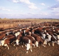 Bond Springs Outback Retreat - Kempsey Accommodation