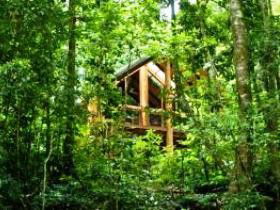 Fur'N'Feathers Rainforest Tree Houses - Kempsey Accommodation 0
