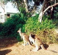 Avoca Dell Caravan Park - Kempsey Accommodation