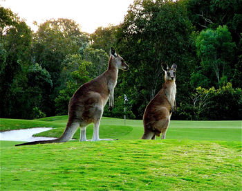 Noosa Springs Golf Resort & Spa - Kempsey Accommodation 12