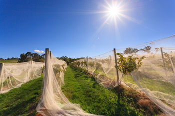 De'Vine Escape - Kempsey Accommodation 14
