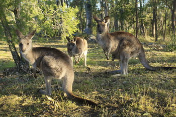 Eagleview Resort - Kempsey Accommodation 42