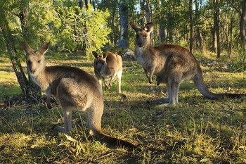 Eagleview Resort - Kempsey Accommodation 56