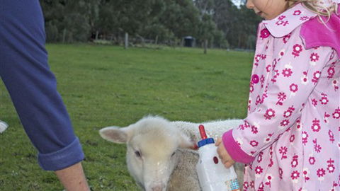 Freshwater Creek Cottages - Kempsey Accommodation 6