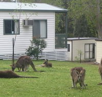 Halls Gap Caravan Park - Kempsey Accommodation
