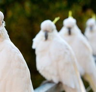 Aireys Inlet Getaway Resort - Kempsey Accommodation