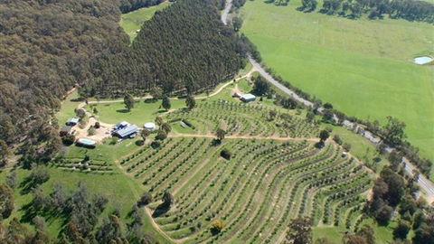 Karoonda Olive Grove Retreat At Mt Buffalo Olives - Kempsey Accommodation 2