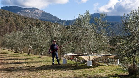 Karoonda Olive Grove Retreat At Mt Buffalo Olives - Kempsey Accommodation 3