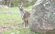 Halls Gap Hideaway - thumb 3