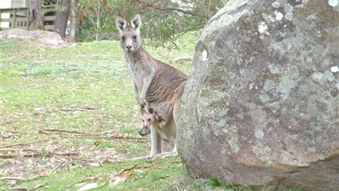 Halls Gap Hideaway - Kempsey Accommodation 3
