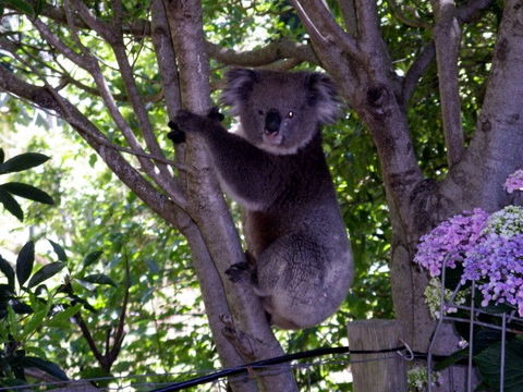 Adelaide Hills Bed & Breakfast Accommodation - Kempsey Accommodation 4