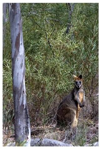 Alivio Tourist Park Canberra - Kempsey Accommodation 12