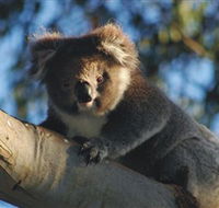 Bimbi Park Camping Under Koalas - Kempsey Accommodation