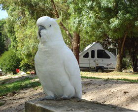Glamping In The Grampians - Halls Gap Lakeside Tourist Park - Kempsey Accommodation 2
