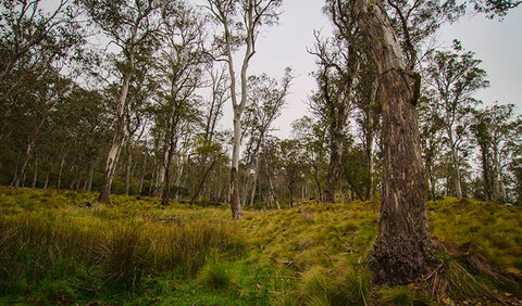 Gummi Falls Campground - Kempsey Accommodation 1