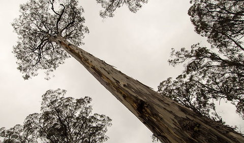 Horse Swamp Campground - Kempsey Accommodation 2