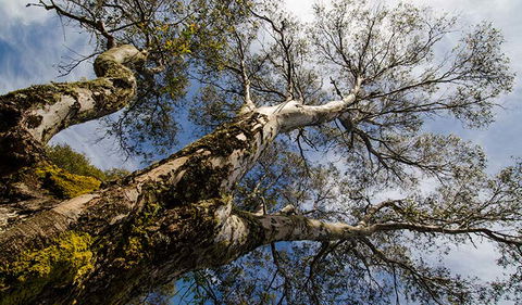 Little Murray Campground - Kempsey Accommodation 2