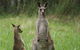 Michael's Clarence Valley Retreat - thumb 7