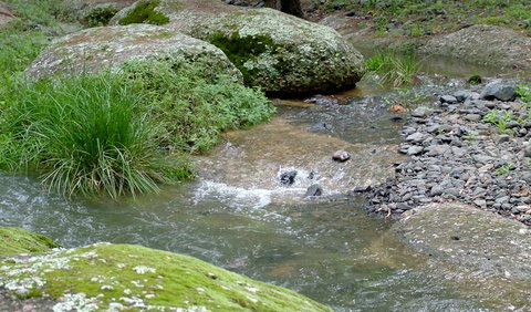 Washpools Campground - Kempsey Accommodation 2