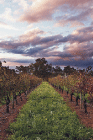 Lamonts Winery Restaurant  Gallery - Kempsey Accommodation