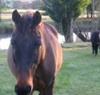 Reynella Kosciusko Rides Accommodation - Kempsey Accommodation