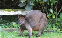 Bellawongarah At Berry - Kempsey Accommodation 6