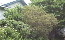 Tree Tops Guesthouse - Kempsey Accommodation 1