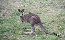 Calurla Chalets And Cottages - Kempsey Accommodation 1