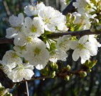 Cora's Gypsum Cottage - Kempsey Accommodation