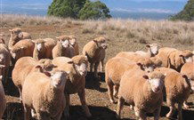 Dairy Flat Farm Holiday - Kempsey Accommodation 3