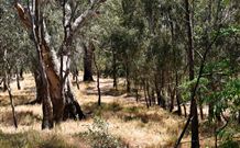 Wagon Wheel Motel And Units - Kempsey Accommodation 6