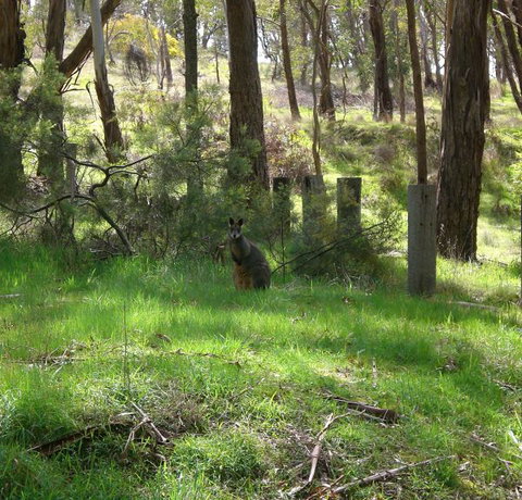 Mount Cole Cottages - Kempsey Accommodation 7