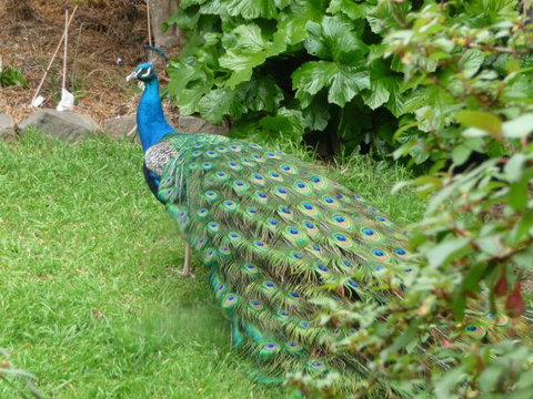 Eurambeen Historic Homestead And Gardens - Kempsey Accommodation 4