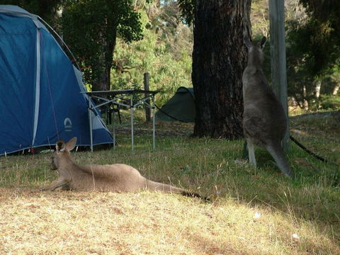Grampians Paradise Camping And Caravan Parkland - Kempsey Accommodation 8
